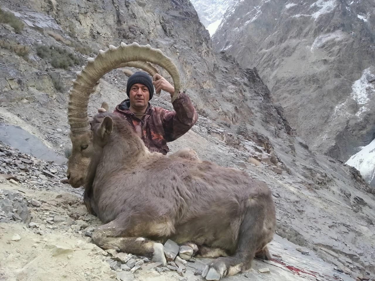 Ibex