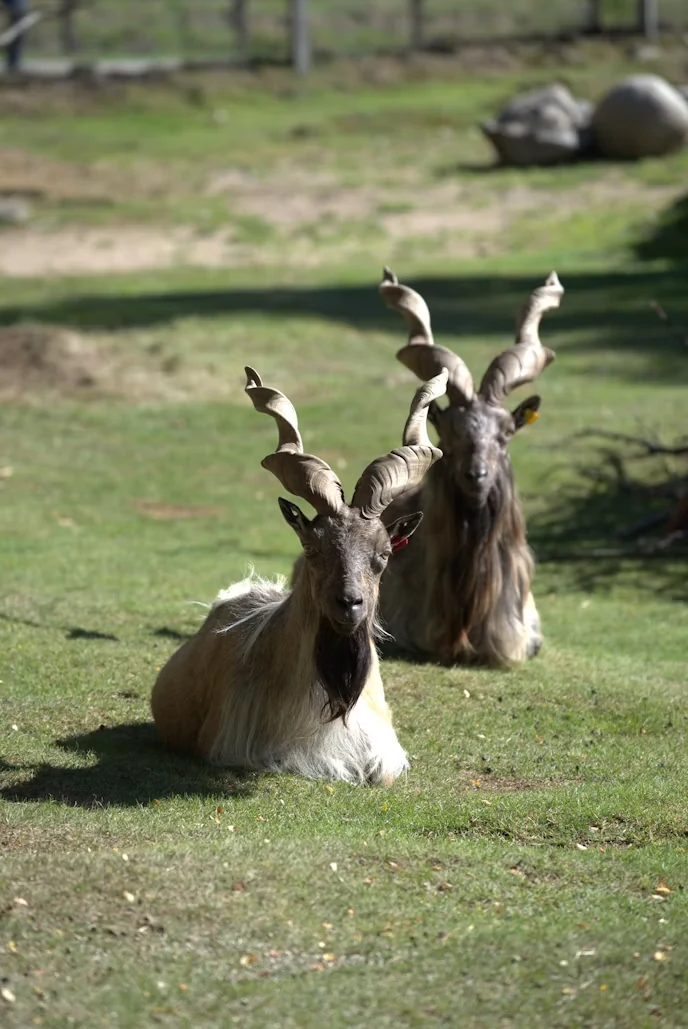 Ibex